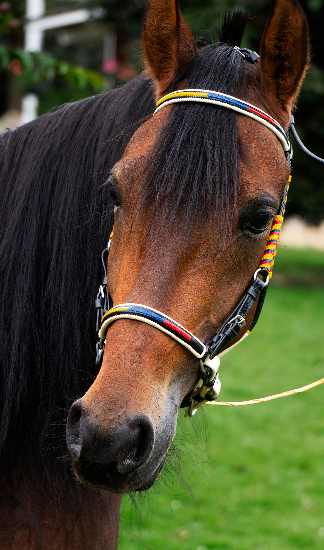 Prueba de Fe de mi Capricho La Carolina
